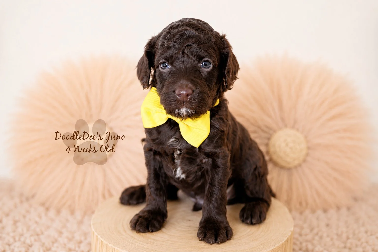 Micro Mini English Goldendoodles BREEDER HOLD