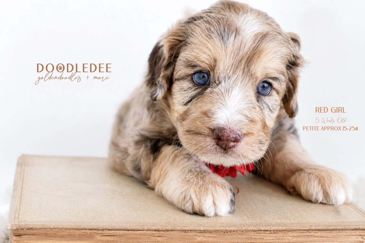 Petite English Goldendoodle | Mini English Goldendoodle AVAILABLE $4,000