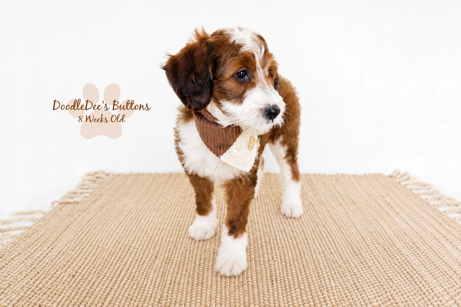 Sable Bernedoodle- Buttons 8 Weeks Old