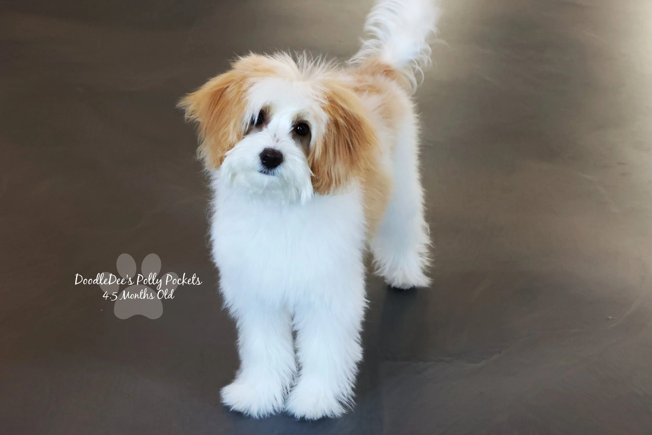 Micro Mini Bernedoodle - 8#