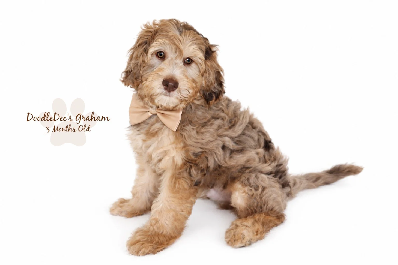 Mini Chocolate Phantom Merle English Goldendoodle Stud | 12.10 lbs