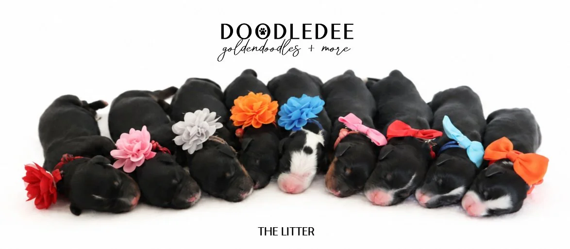 Mini Bernedoodle | Medium Bernedoodle | Standard Bernedoodle