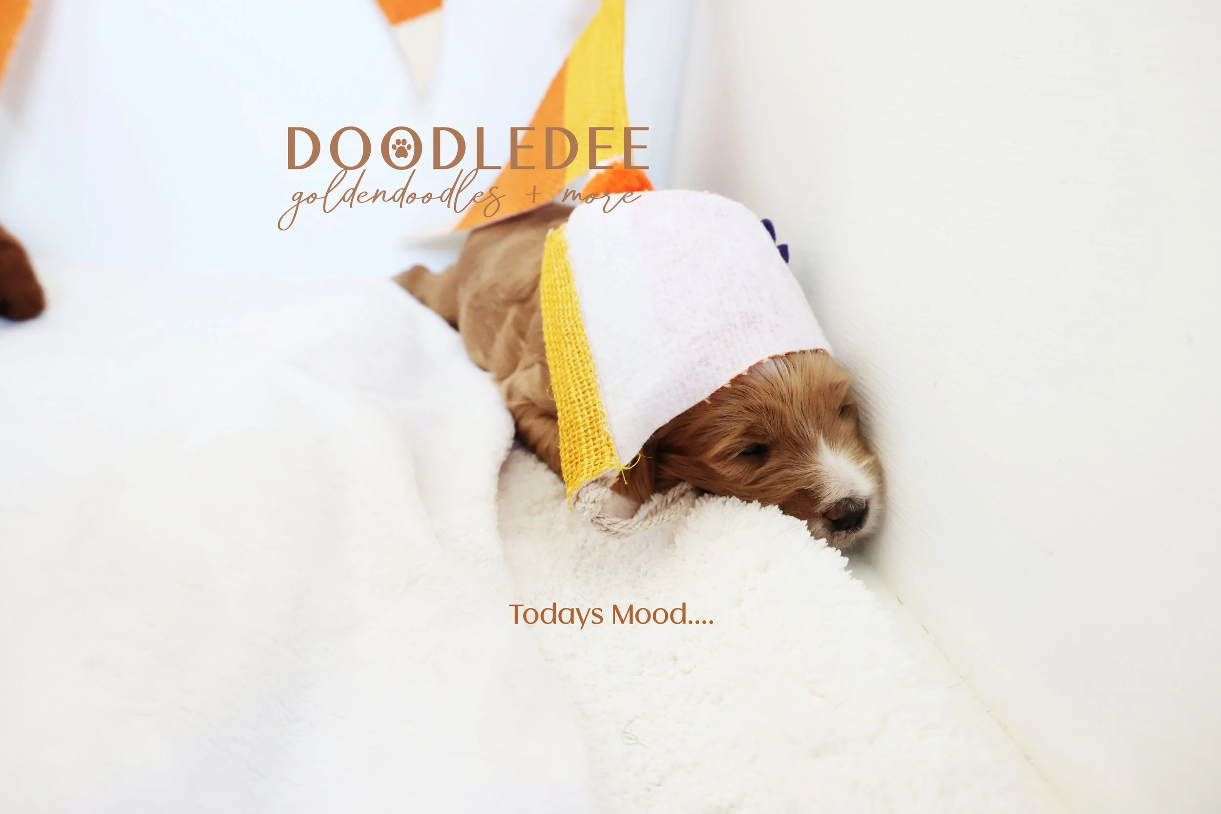Petite English Goldendoodle Puppies