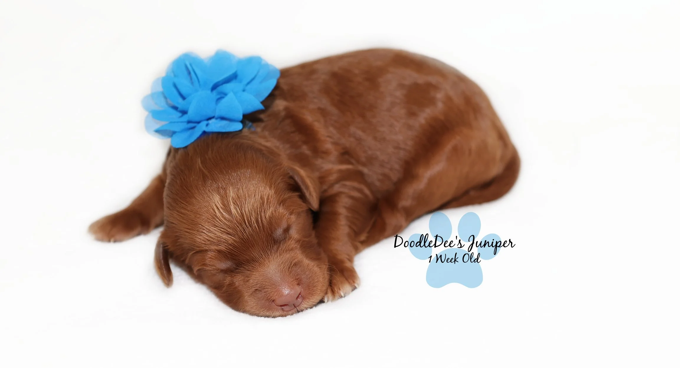 Mini red Goldendoodle