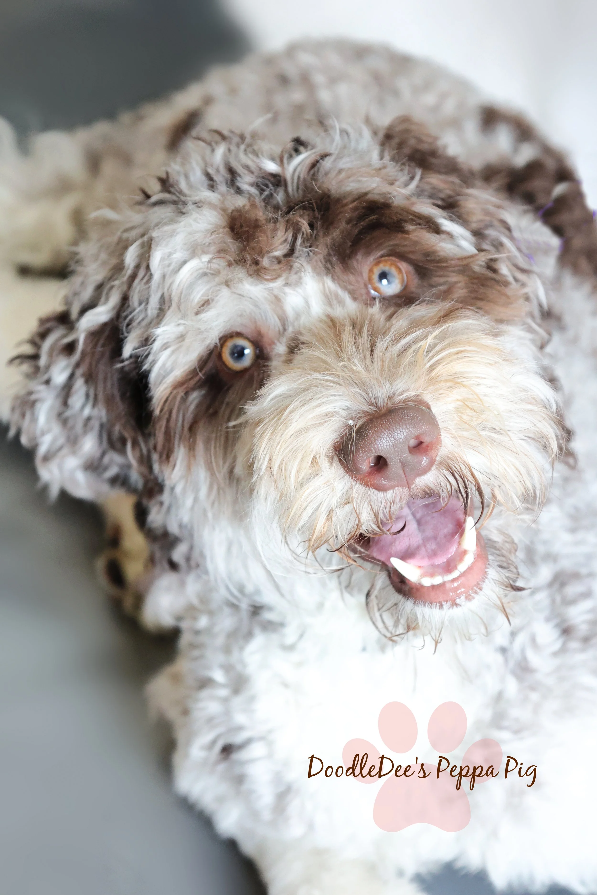 Chocolate Merle English Goldendoodle