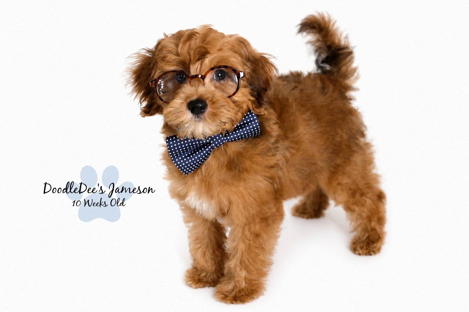 Micro Mini Sable English Goldendoodle