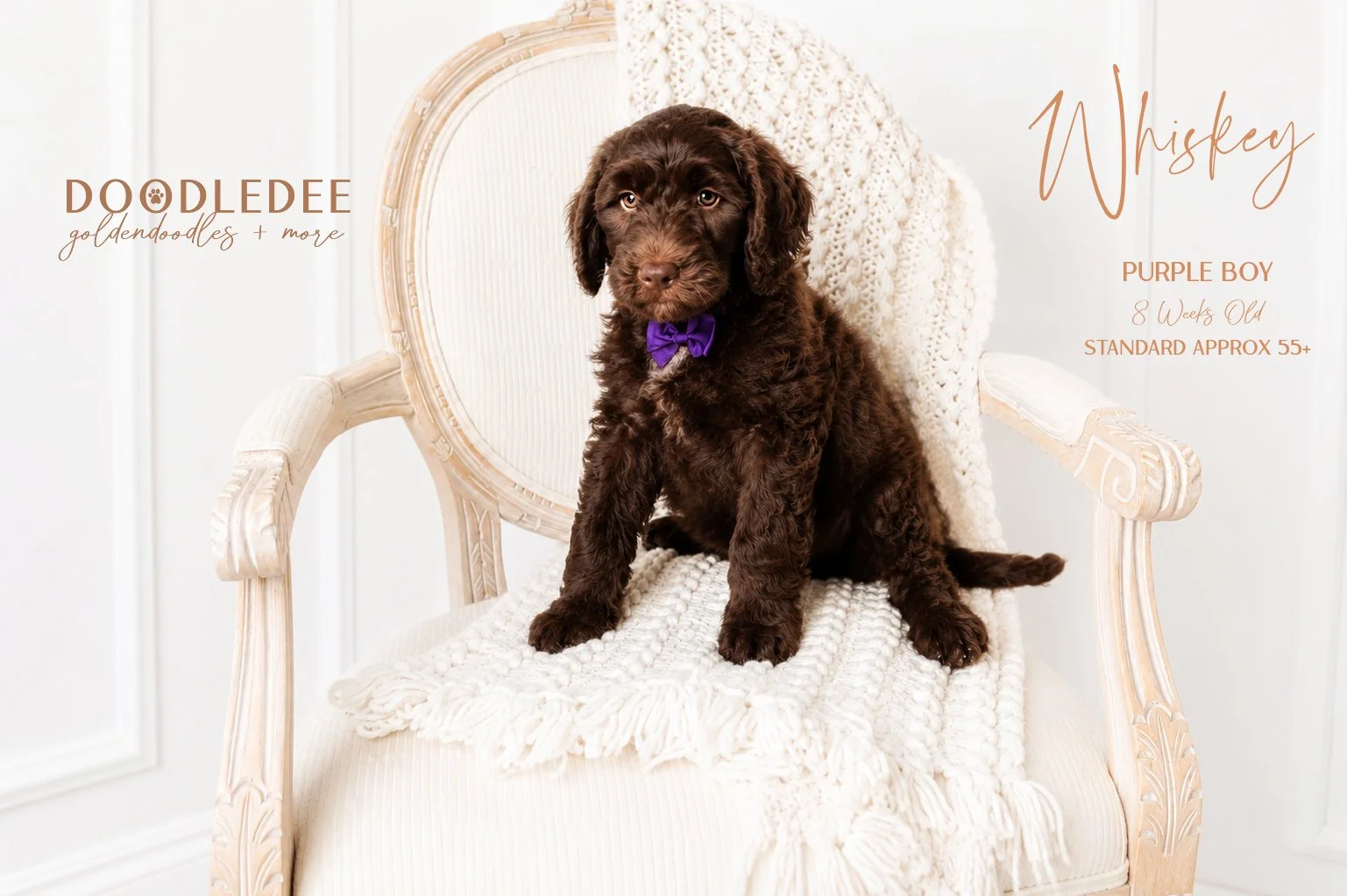 Standard English Goldendoodle AVAILABLE $3,000
