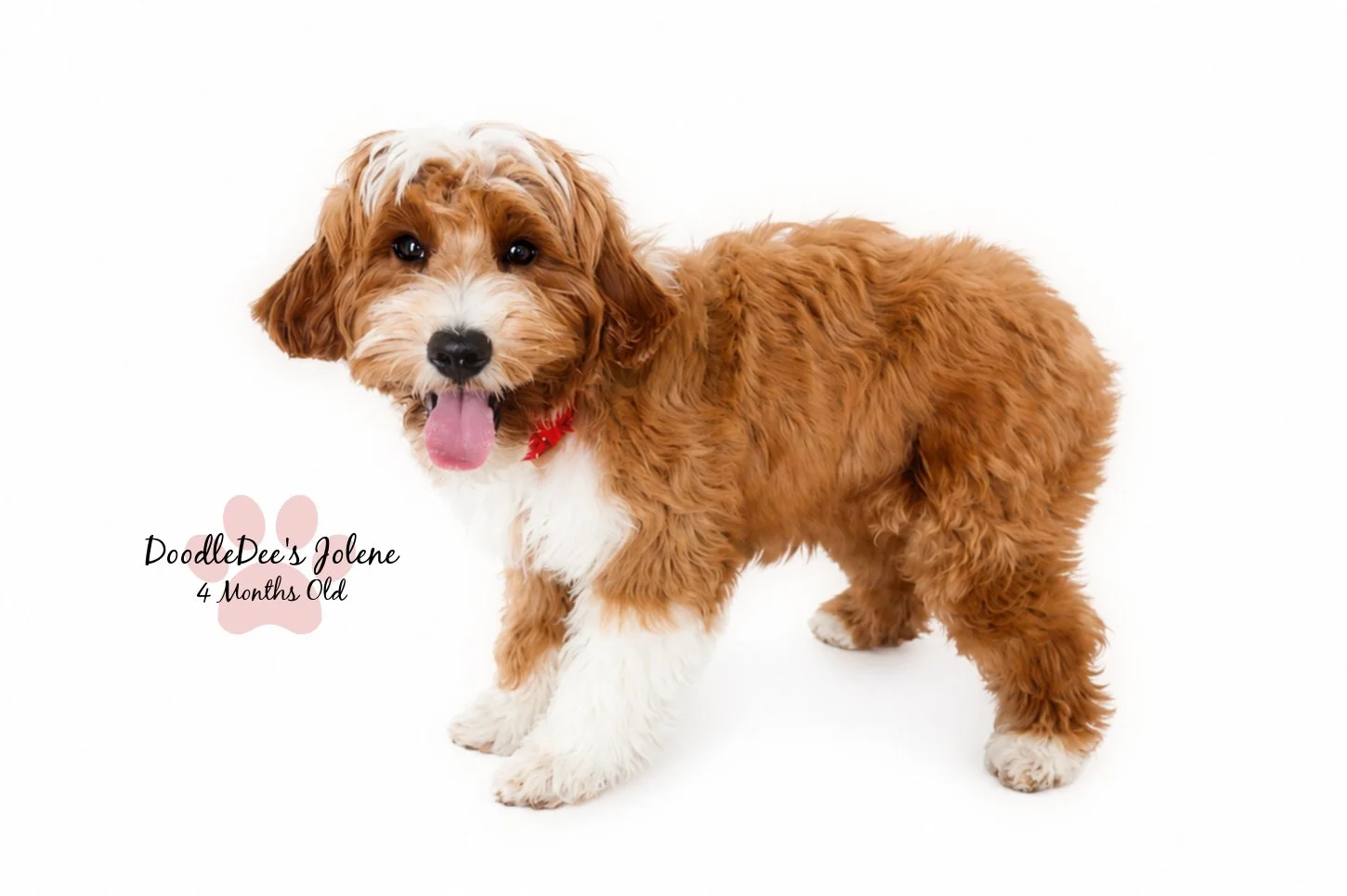 Petite English Goldendoodle 4 Months 15 Lbs