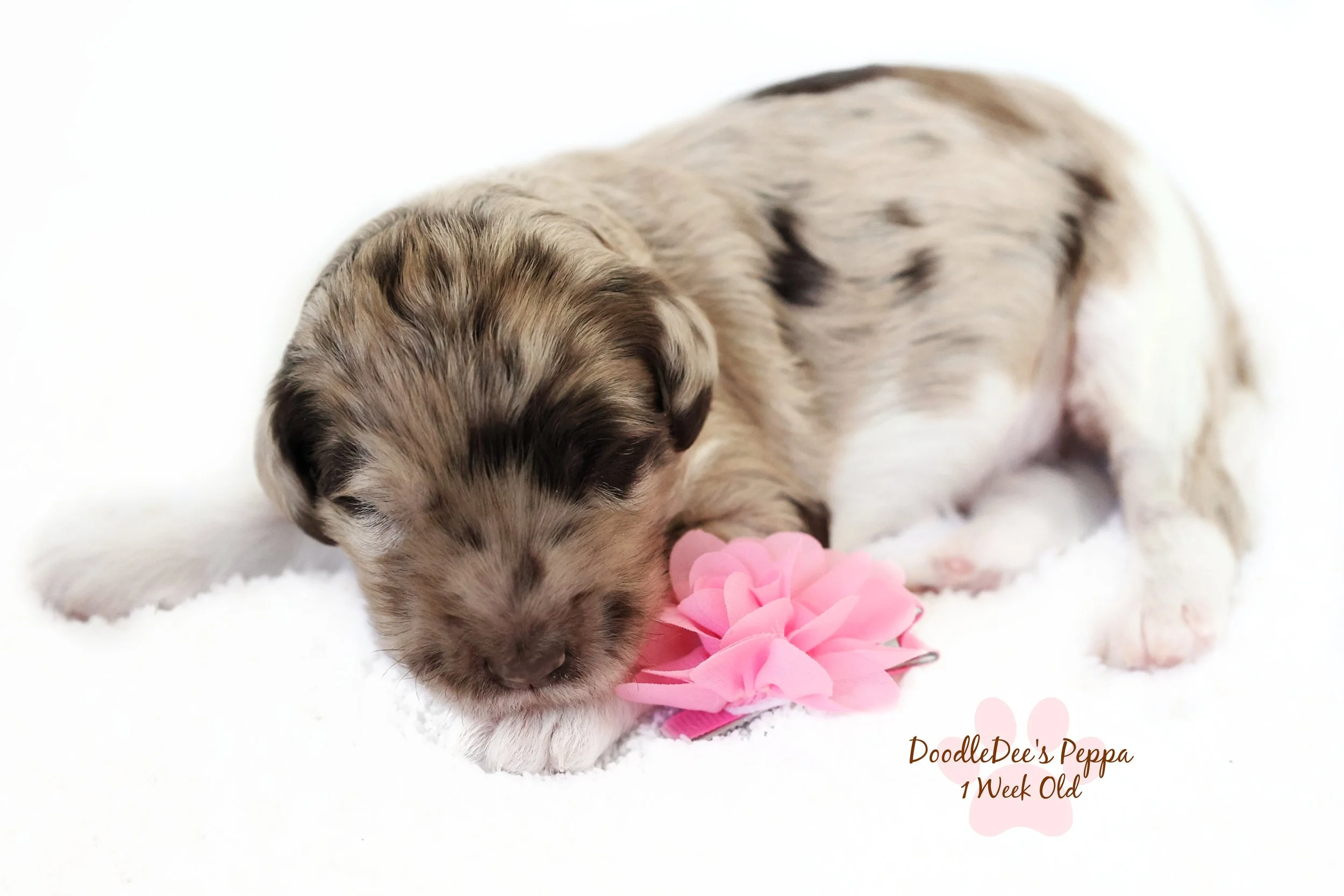 Medium/Standard English Goldendoodle