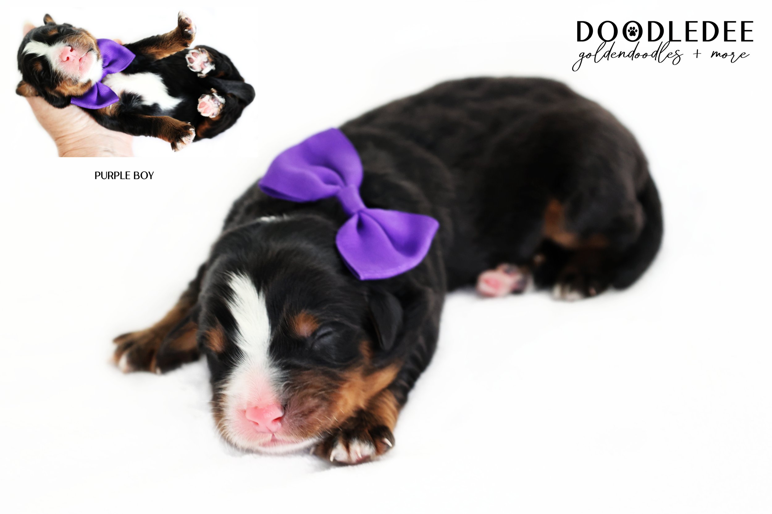 Mini Bernedoodle | Medium Bernedoodle | Standard Bernedoodle