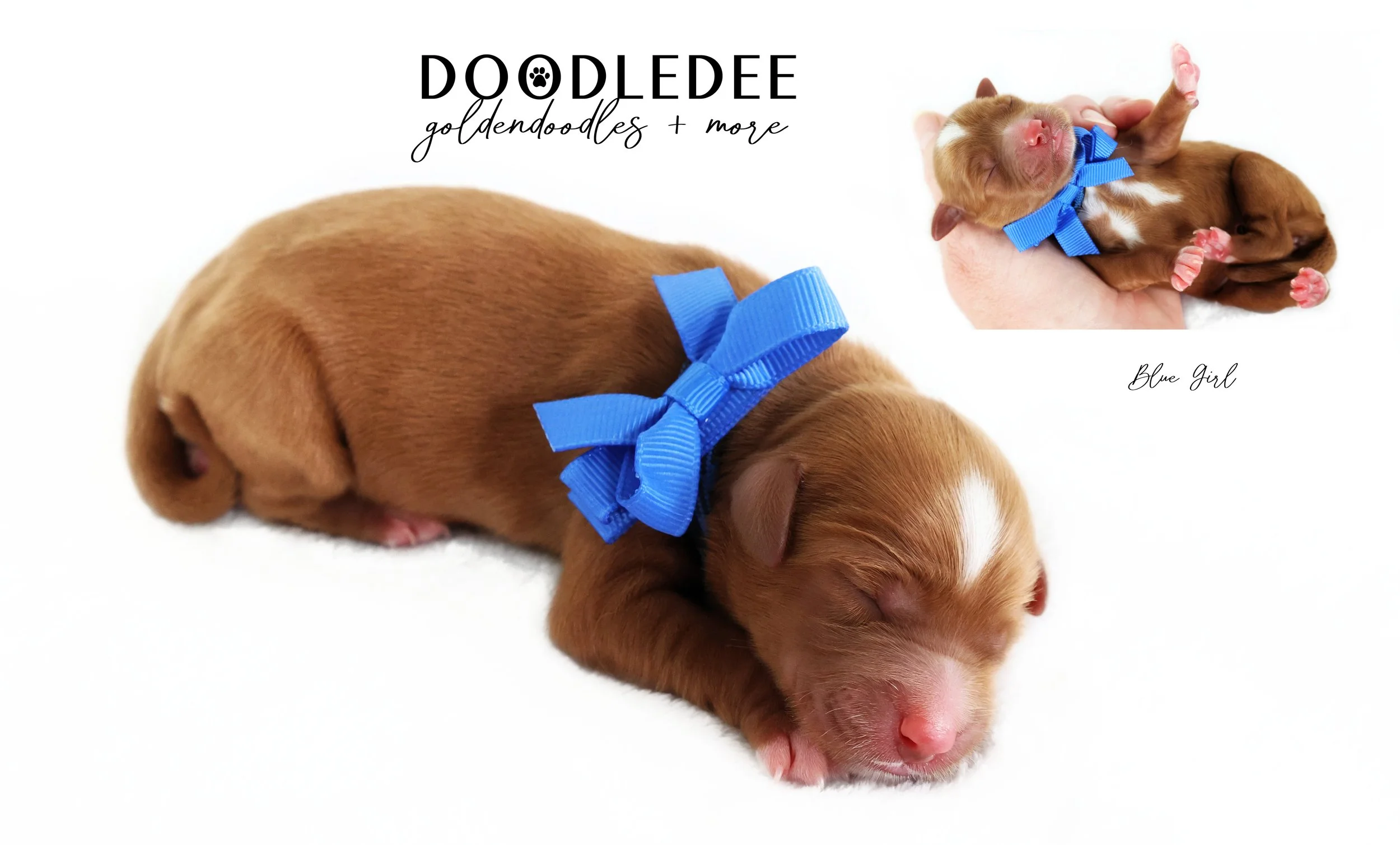 Petite Red English Goldendoodle