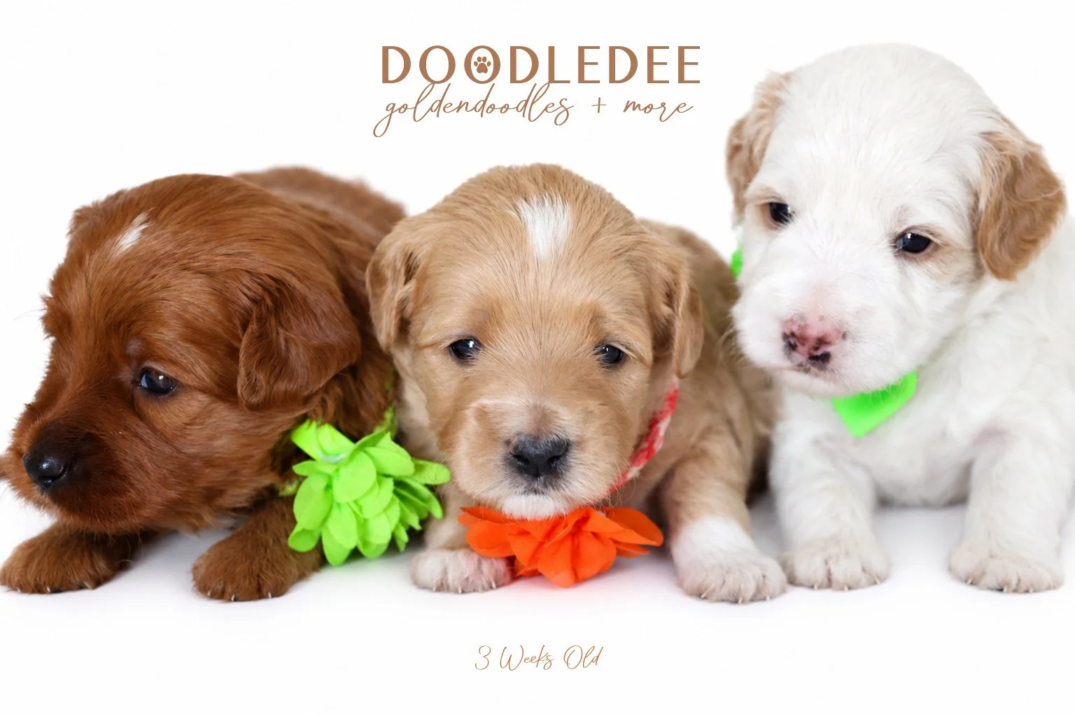 Micro Mini English Goldendoodle | Petite English Goldendoodle