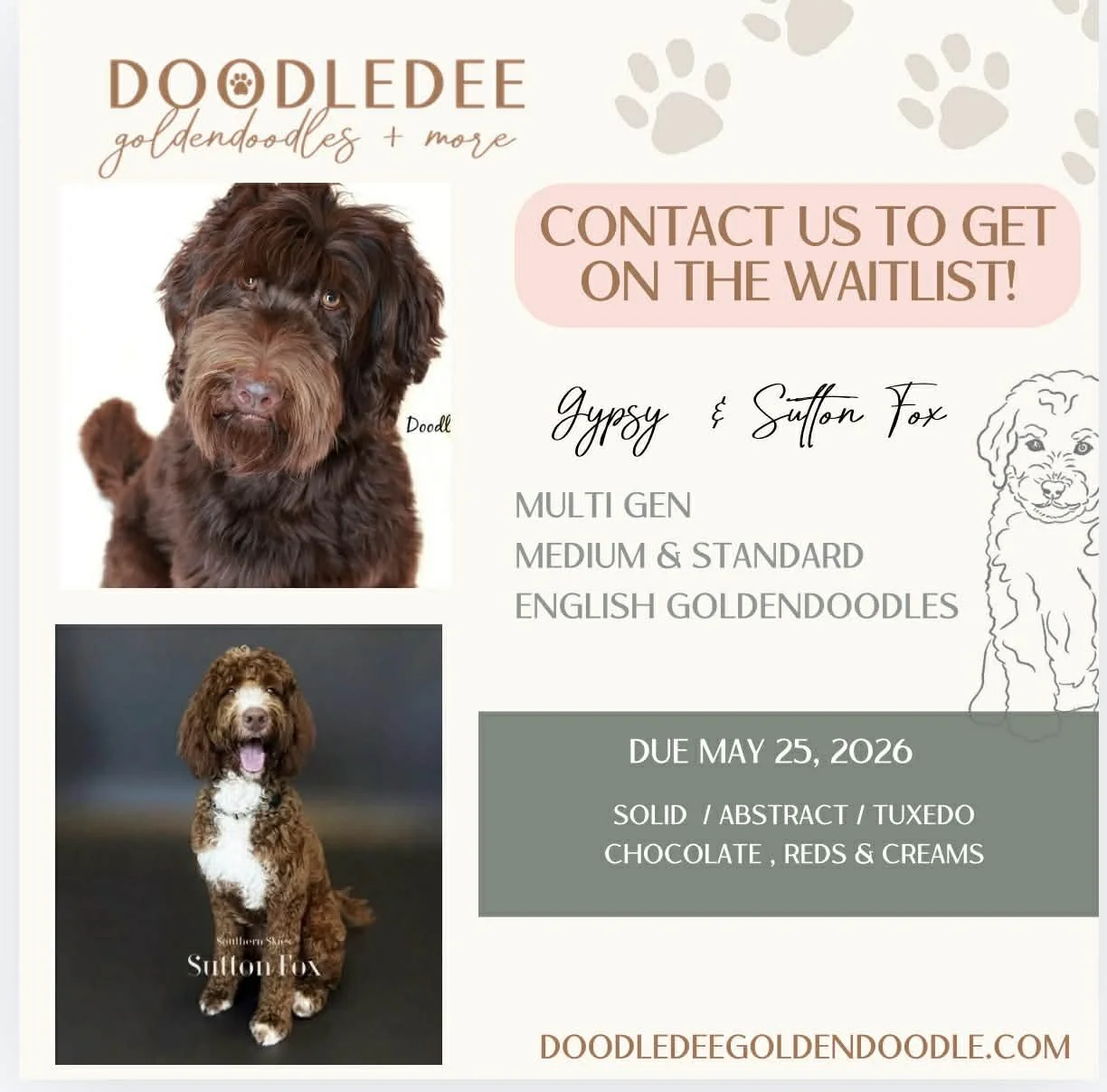 Medium English Goldendoodle