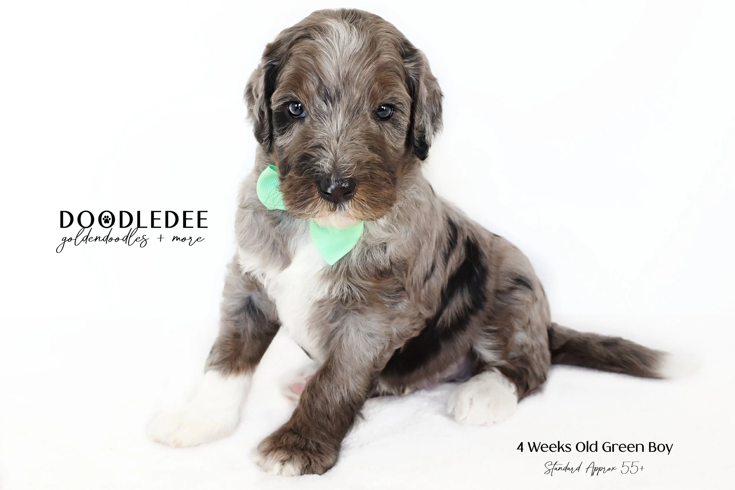 Standard Bernedoodle AVAILABLE $3,500