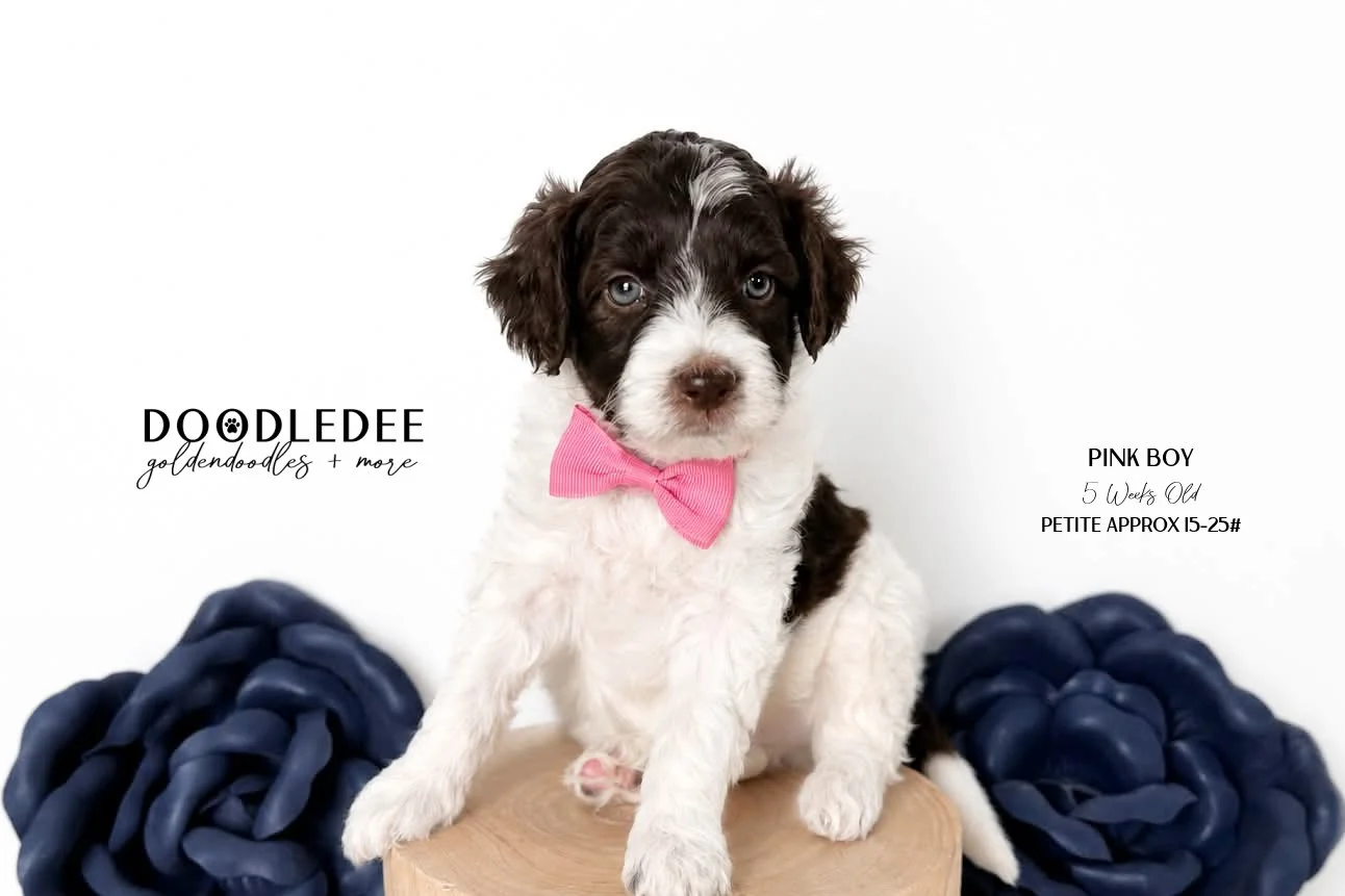 Petite English Goldendoodle Male SOLD