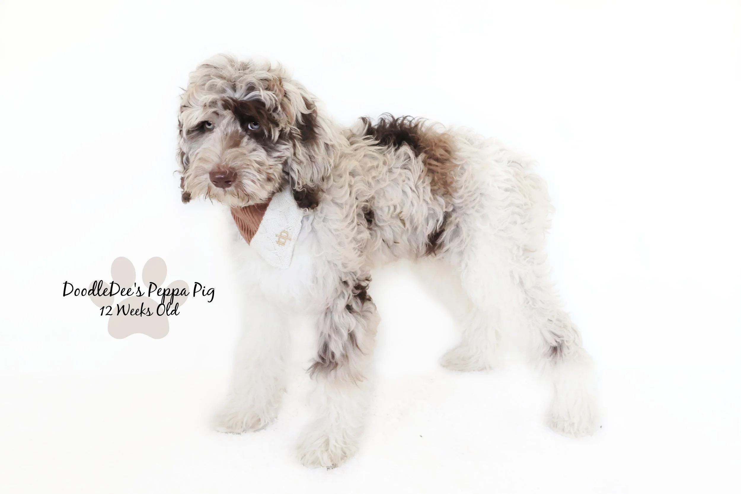Chocolate Merle English Goldendoodle