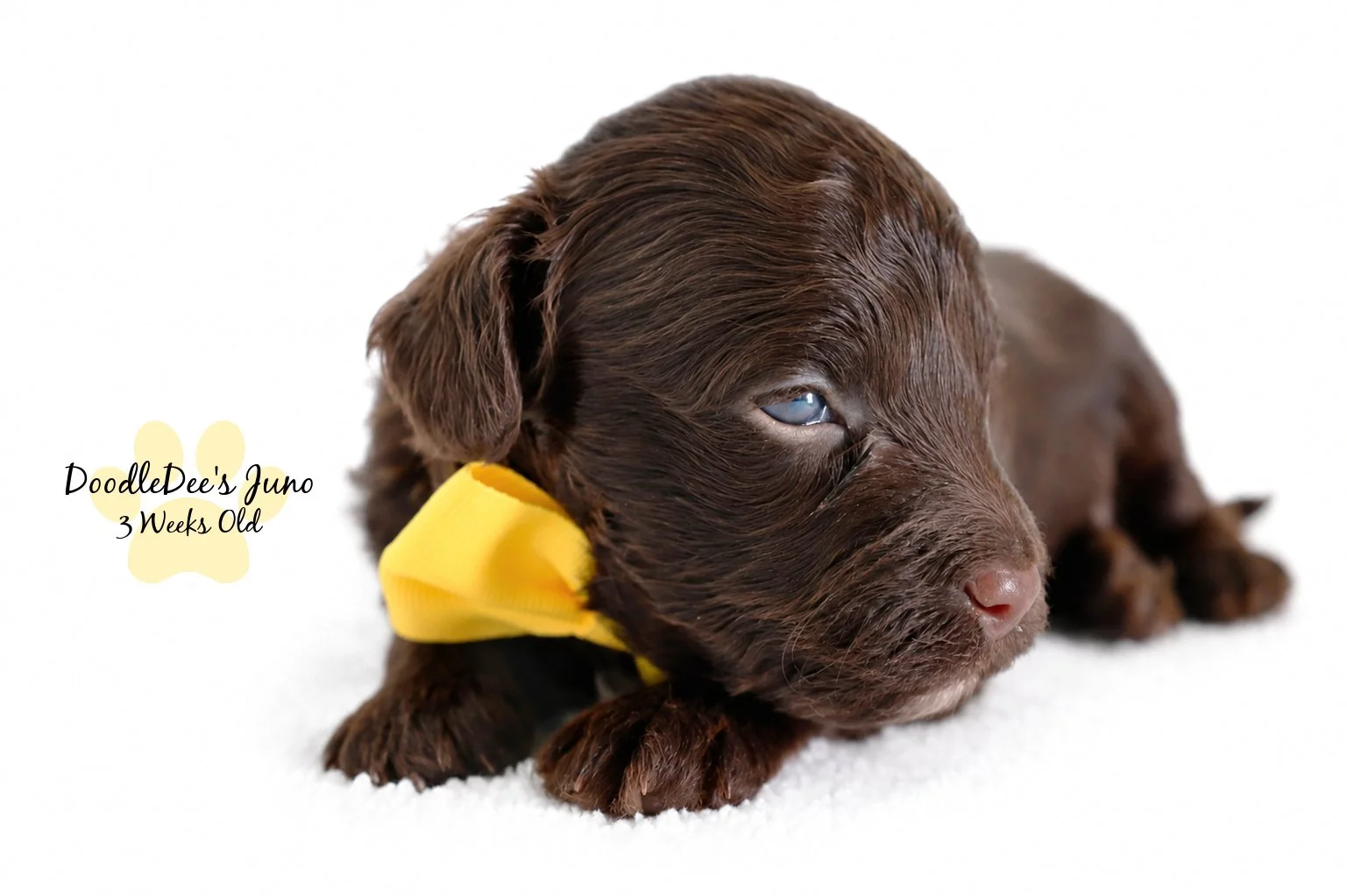 Micro Mini English Goldendoodles BREEDER HOLD