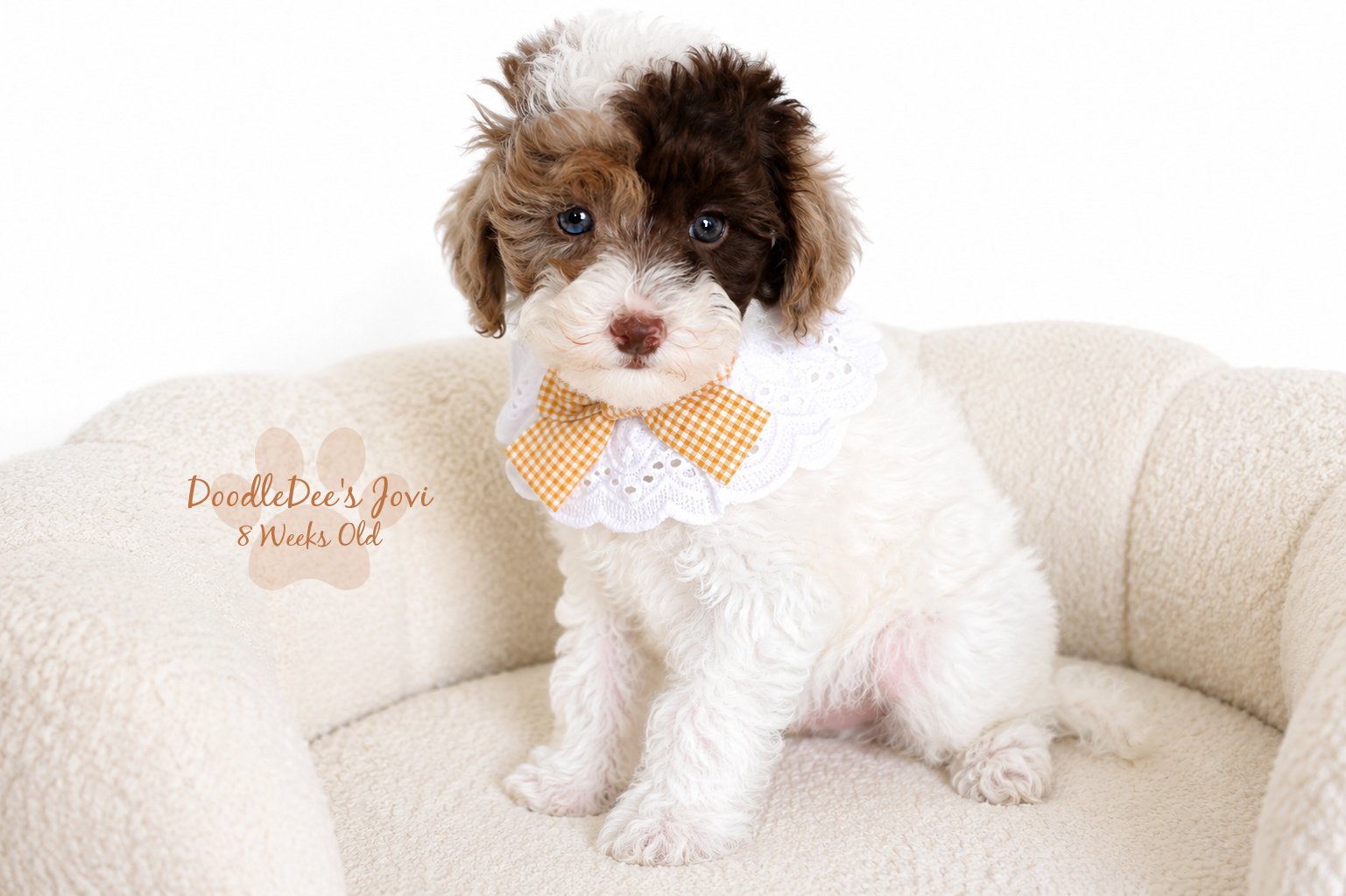 Micro Mini English Goldendoodle Female AVAILABLE $4,000.
