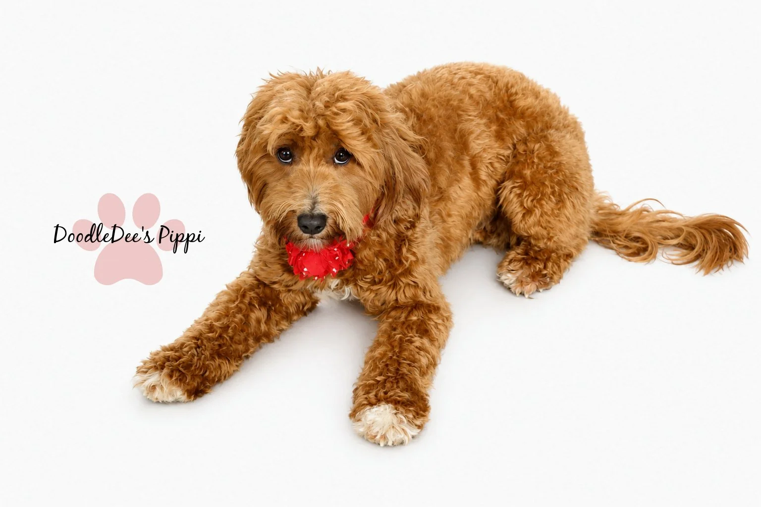 Micro Mini Red English Goldendoodle 16#