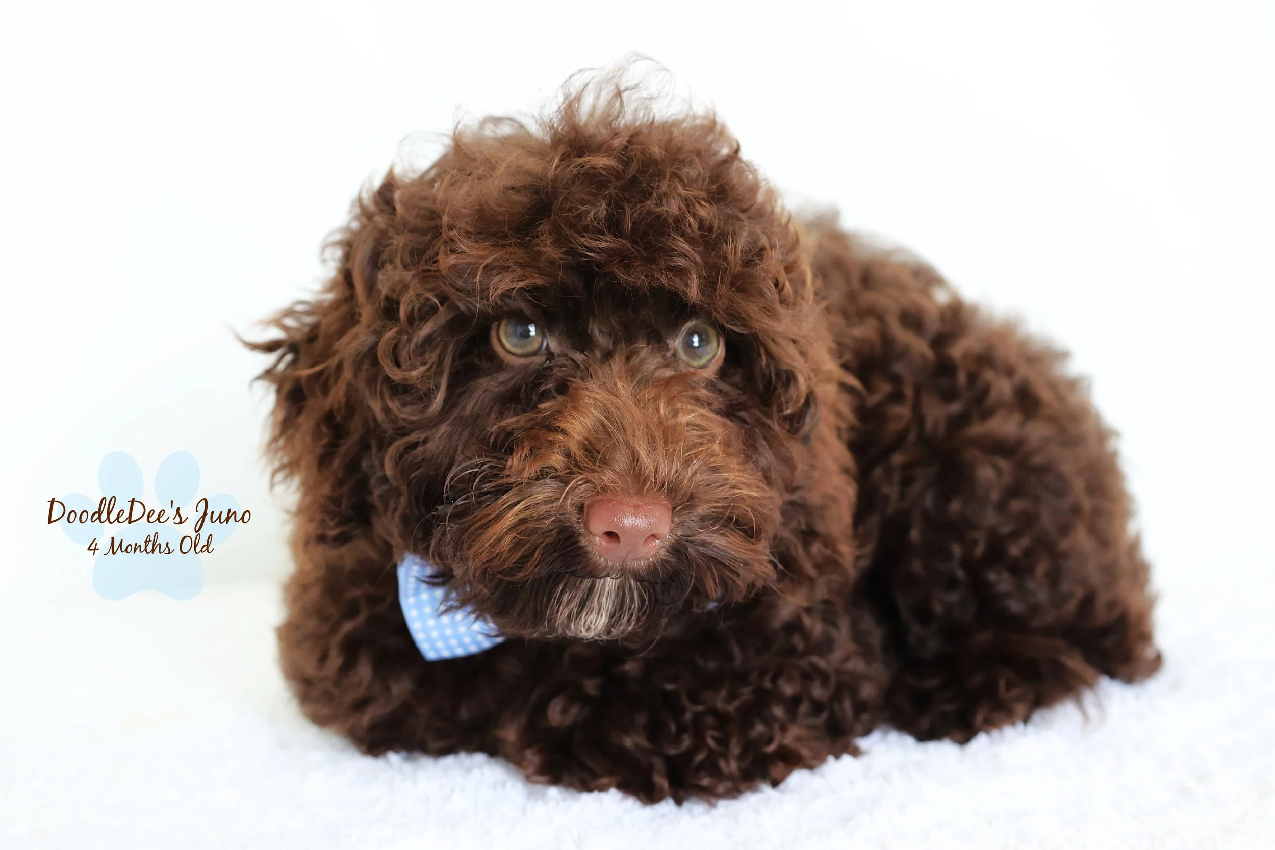 Micro Mini English Goldendoodle - 6 Lbs
