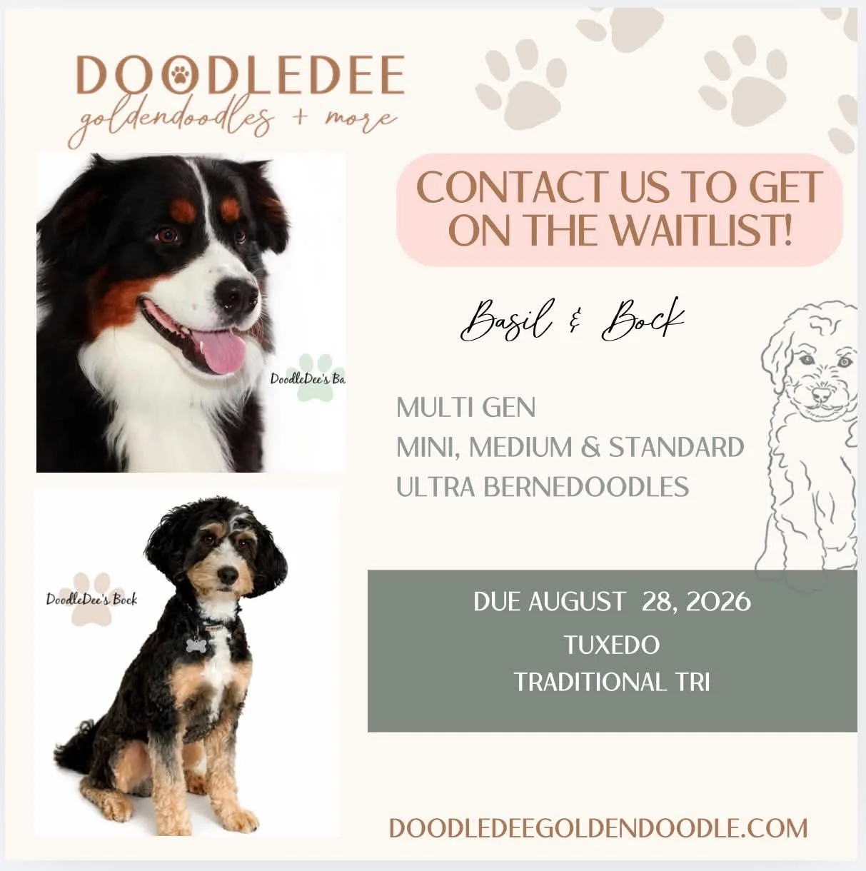 Ultra Bernedoodle Puppies For Sale