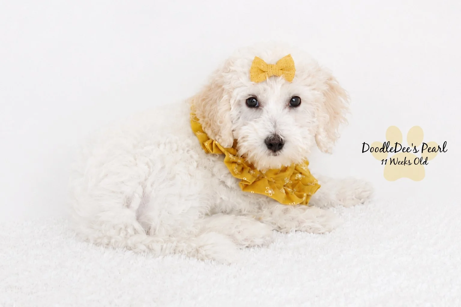 Mini English Cream Goldendoodle
11 Weeks Old 4.4#