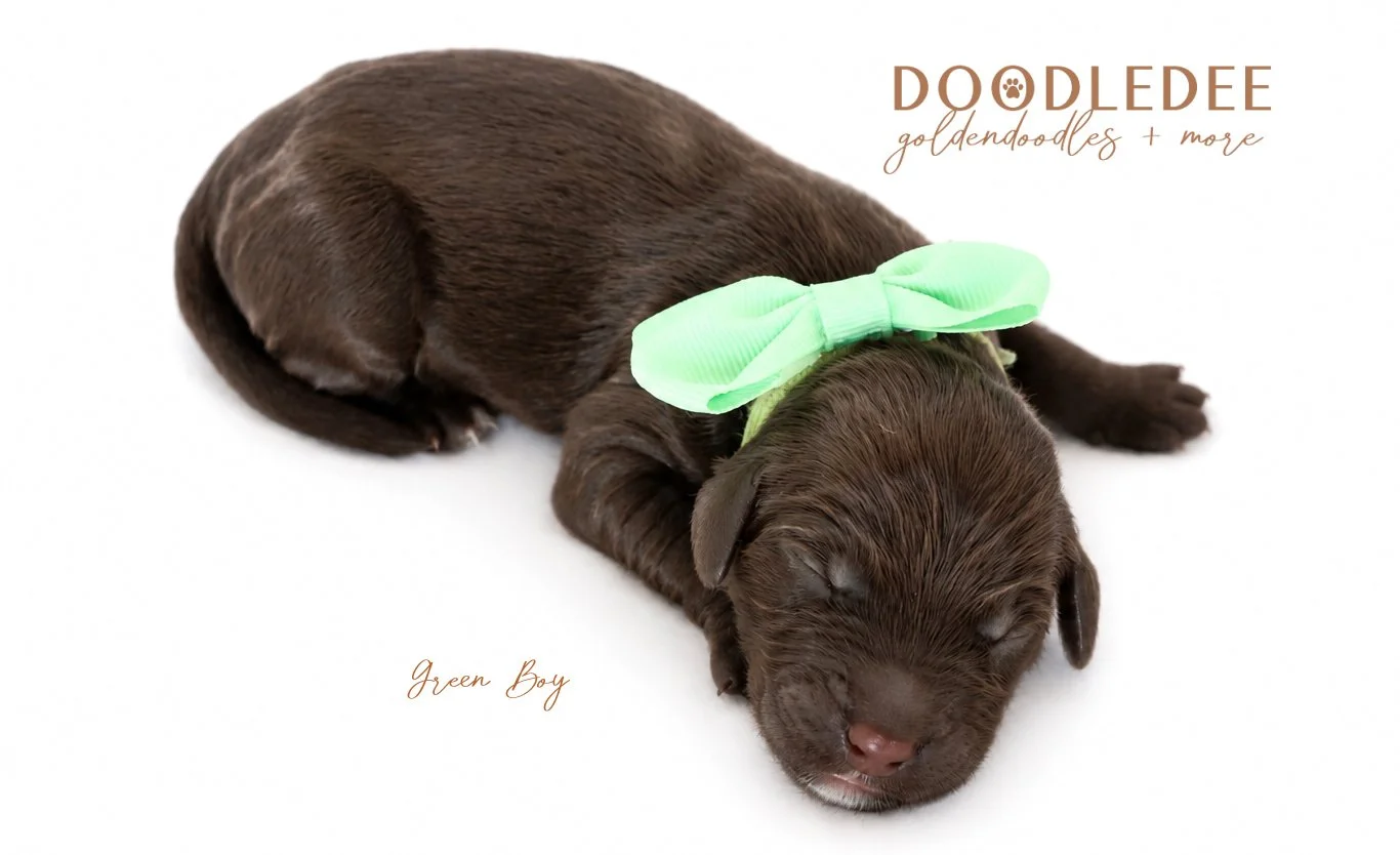 Medium English Goldendoodles, Standard English Goldendoodles