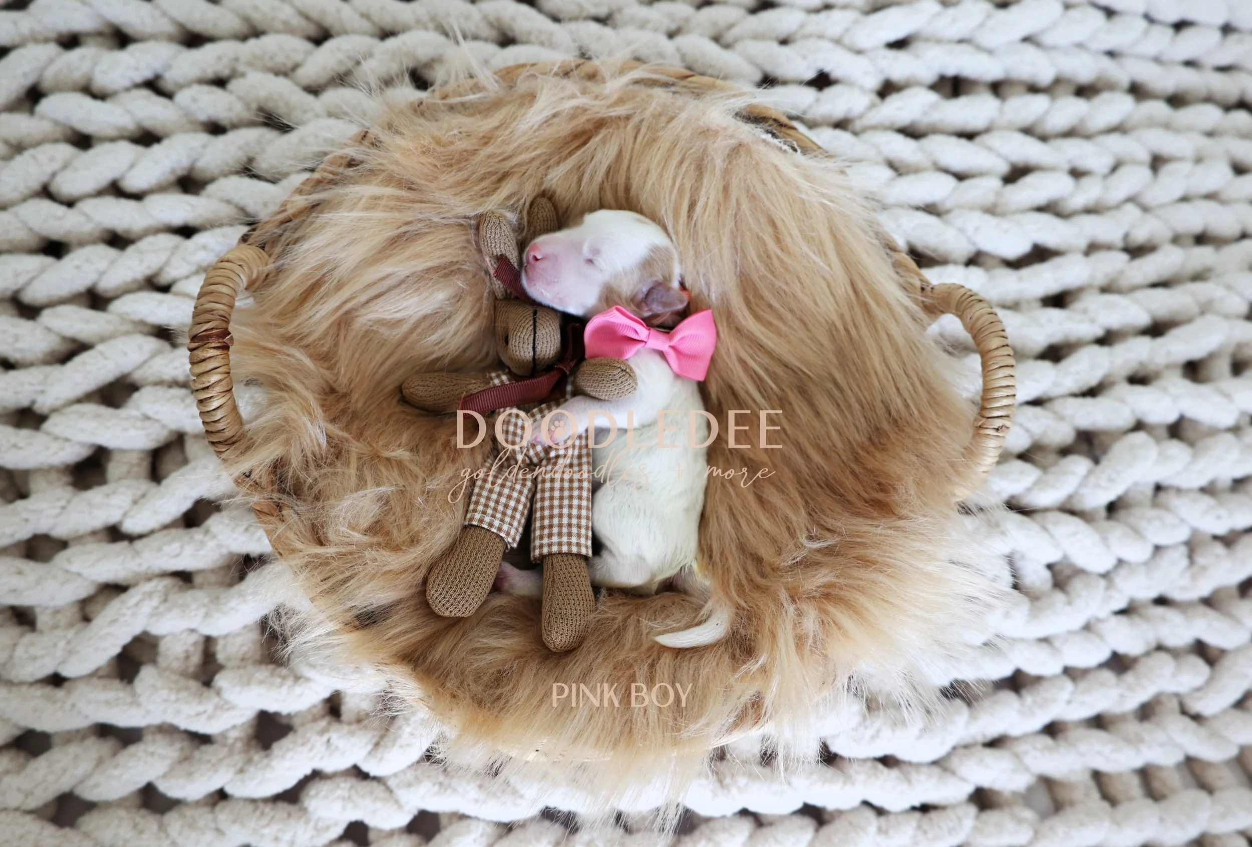 MIni English Goldendoodles