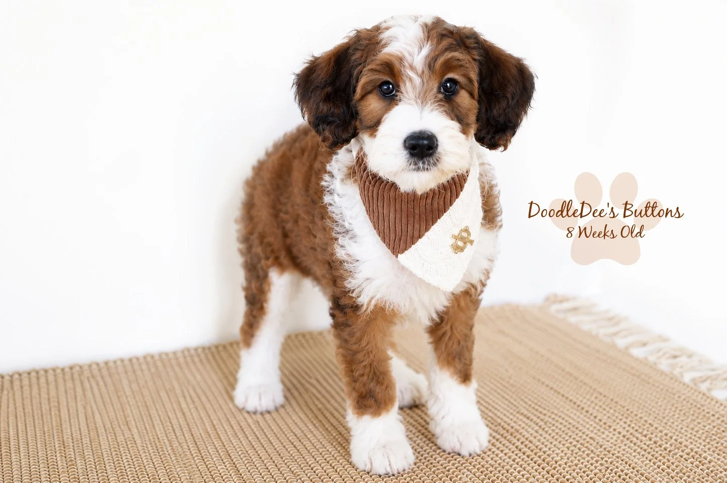 Sable Bernedoodle- Buttons 8 Weeks Old