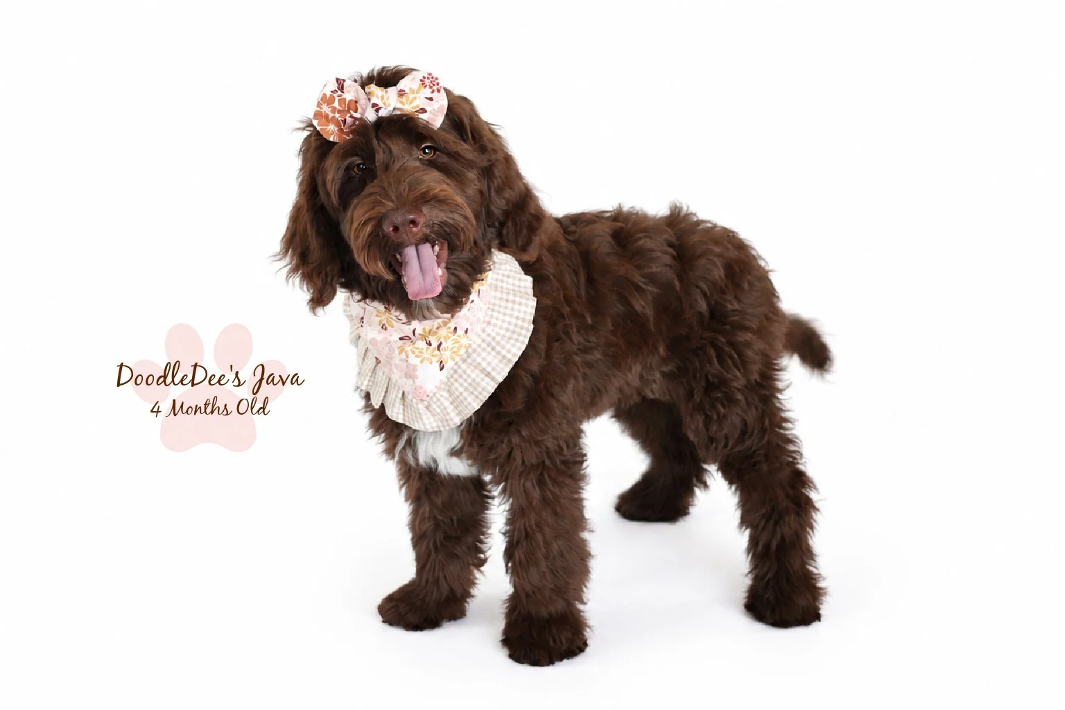 Medium English Goldendoodle |  22 Lbs