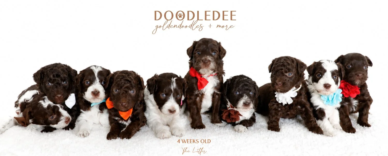 Micro Mini, Petite, & Mini English Goldendoodles