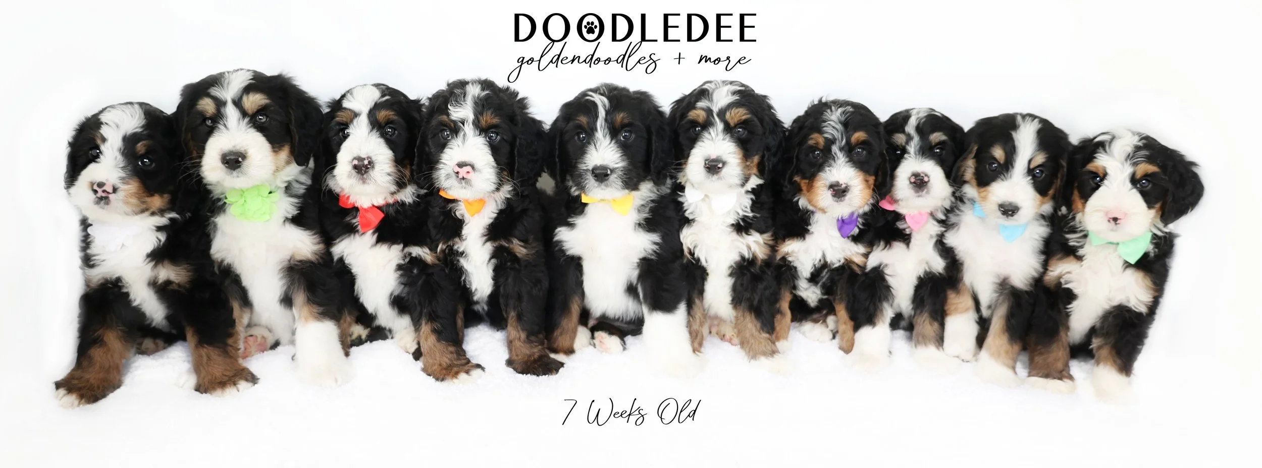 Bernedoodle Puppies- Butternut