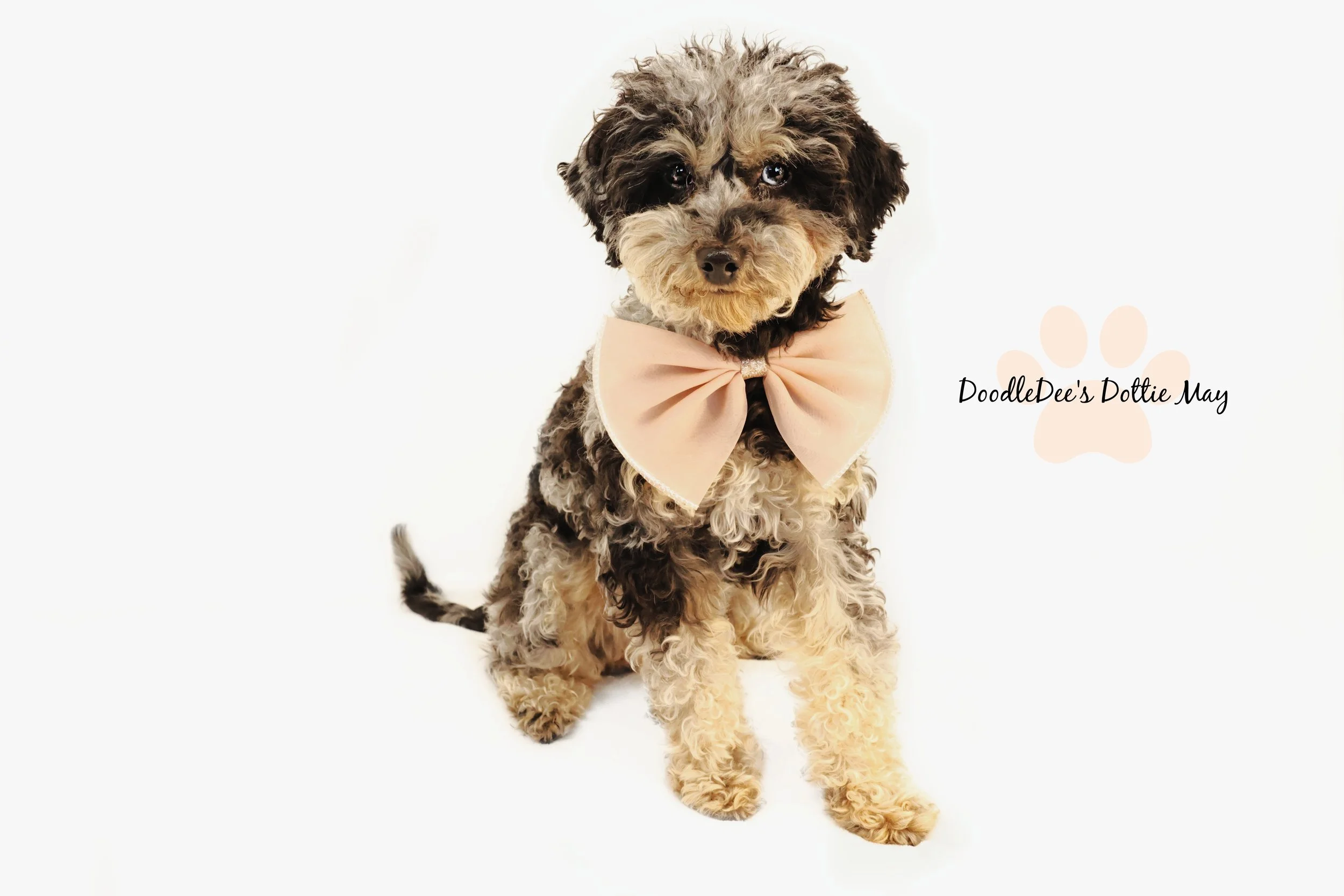 Phantom Merle Mini Poodle