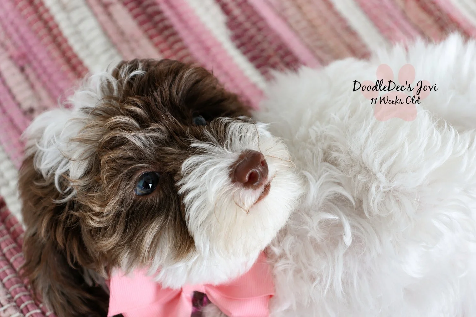 Micro Mini English Goldendoodle