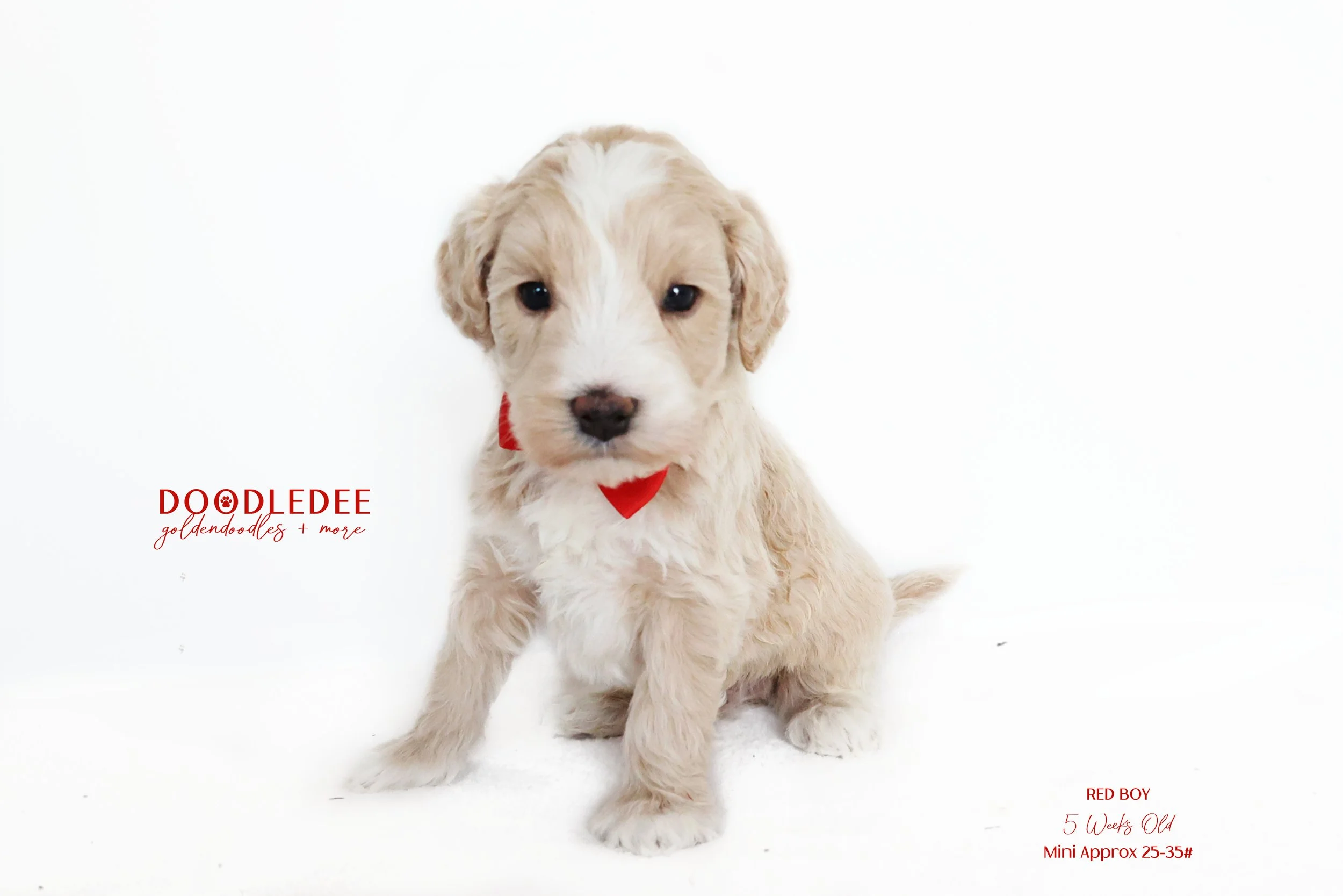 Mini English Goldendoodle AVAILABLE $2,500 LAST MALE