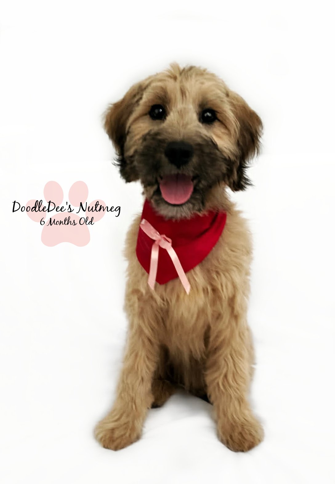 Petite Sable English Goldendoodle 13#