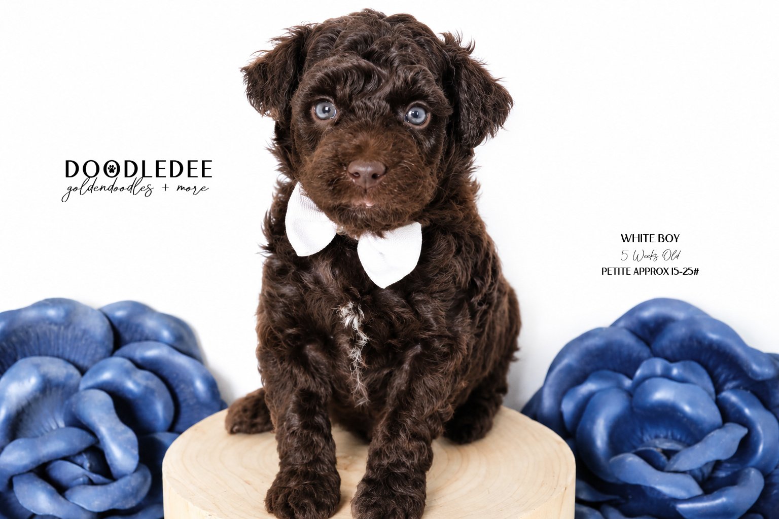 Petite English Goldendoodle Male AVAILABLE $3,500