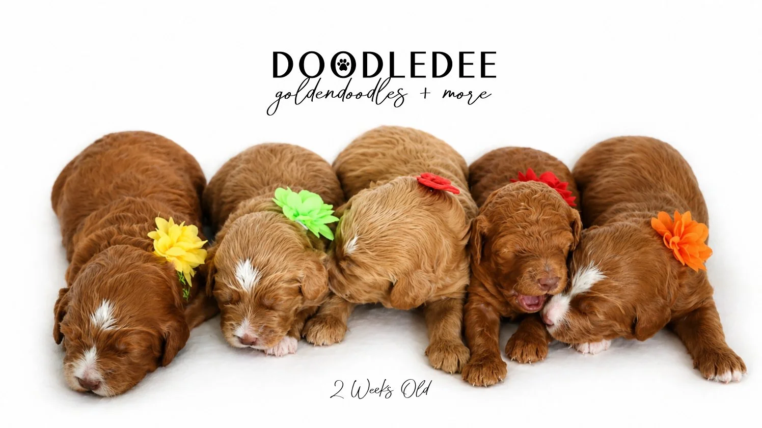 Mini English Goldendoodle