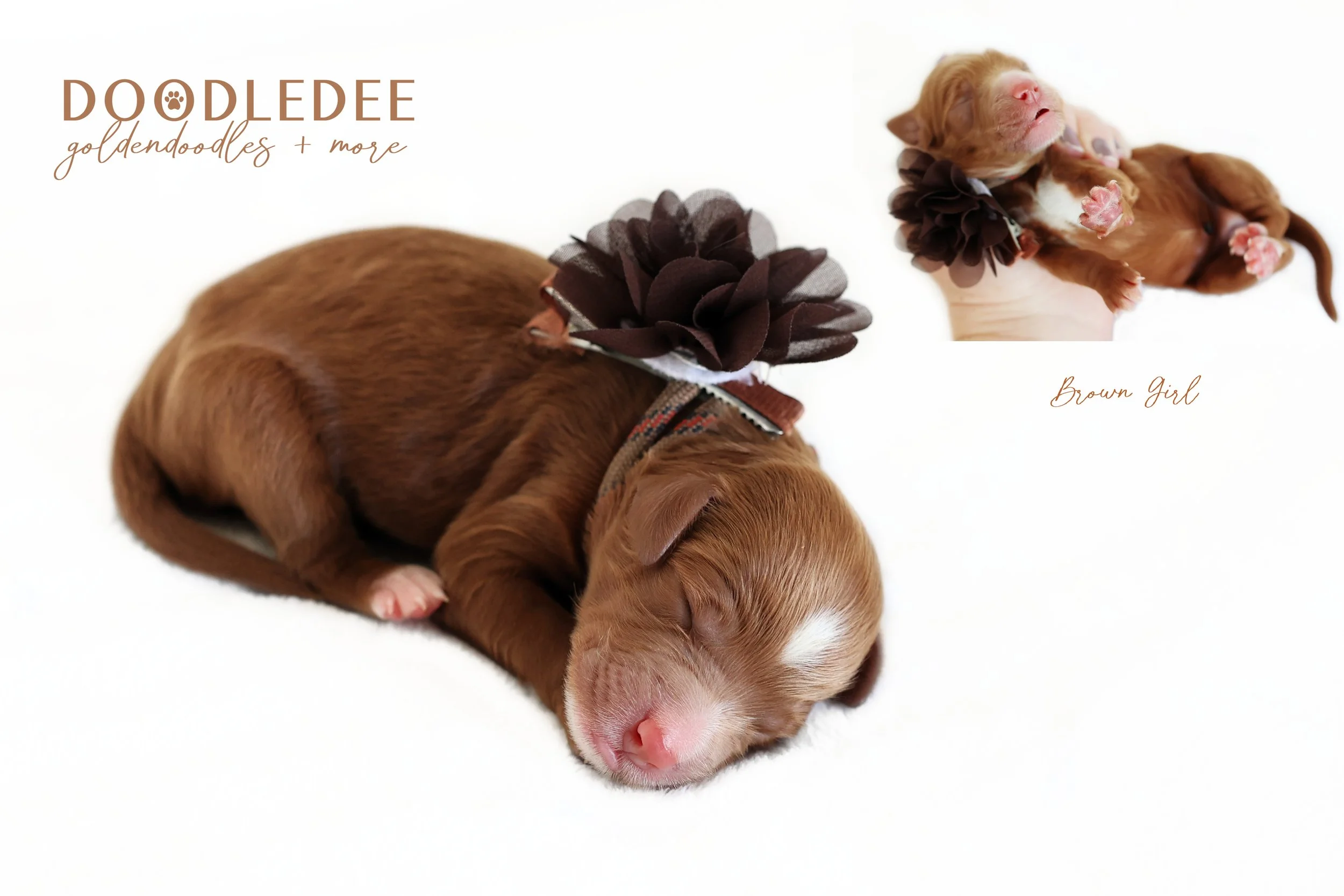 English Goldendoodle Puppies