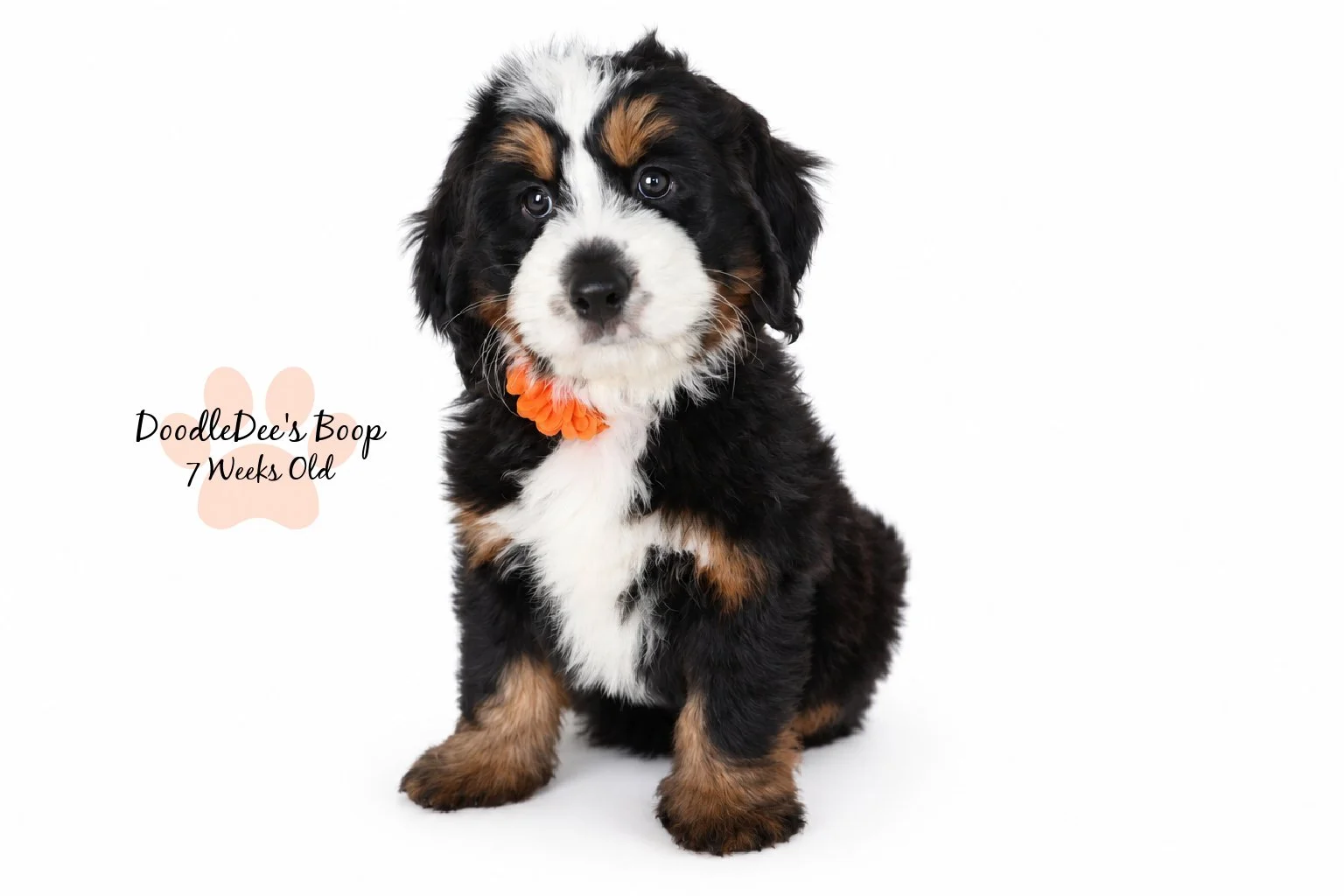 Medium Ultra Bernedoodle | Standard Ultra Bernedoodle 