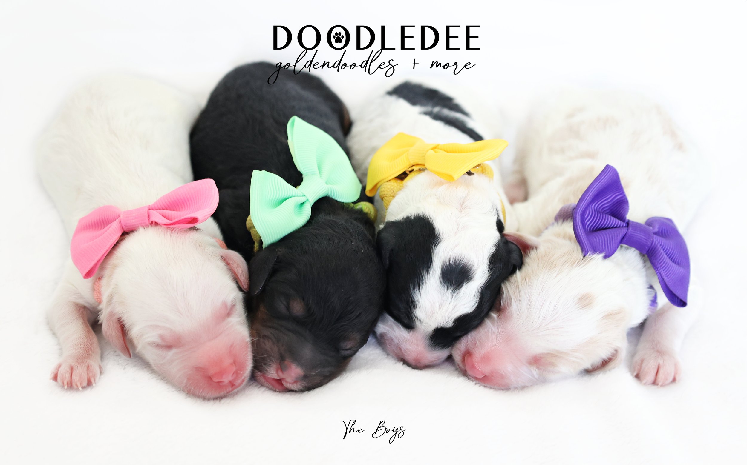 English Goldendoodle Puppies
