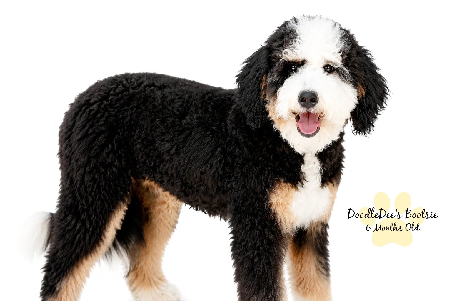 Mini Bernedoodle