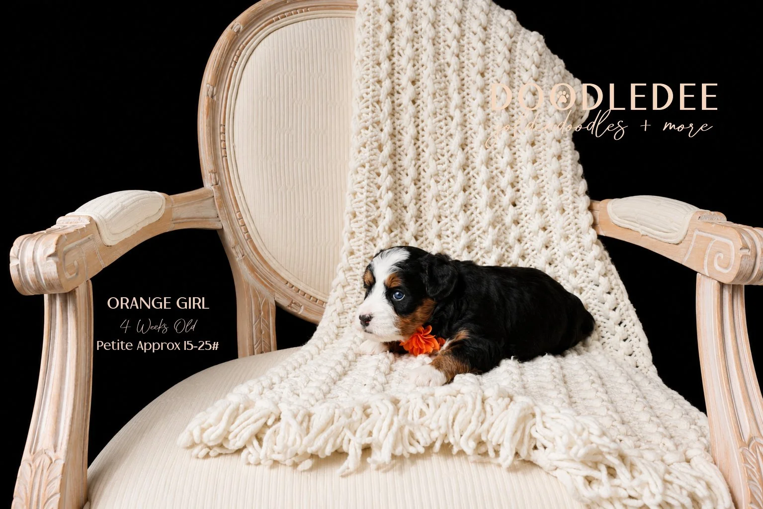 Petite Bernedoodle SOLD