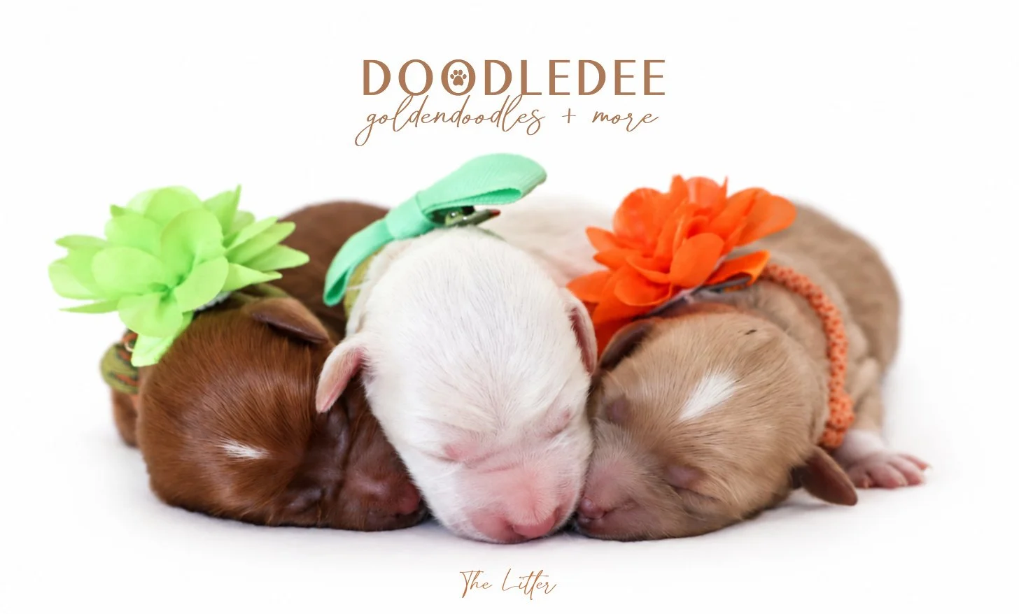 Micro Mini English Goldendoodle | Petite English Goldendoodle