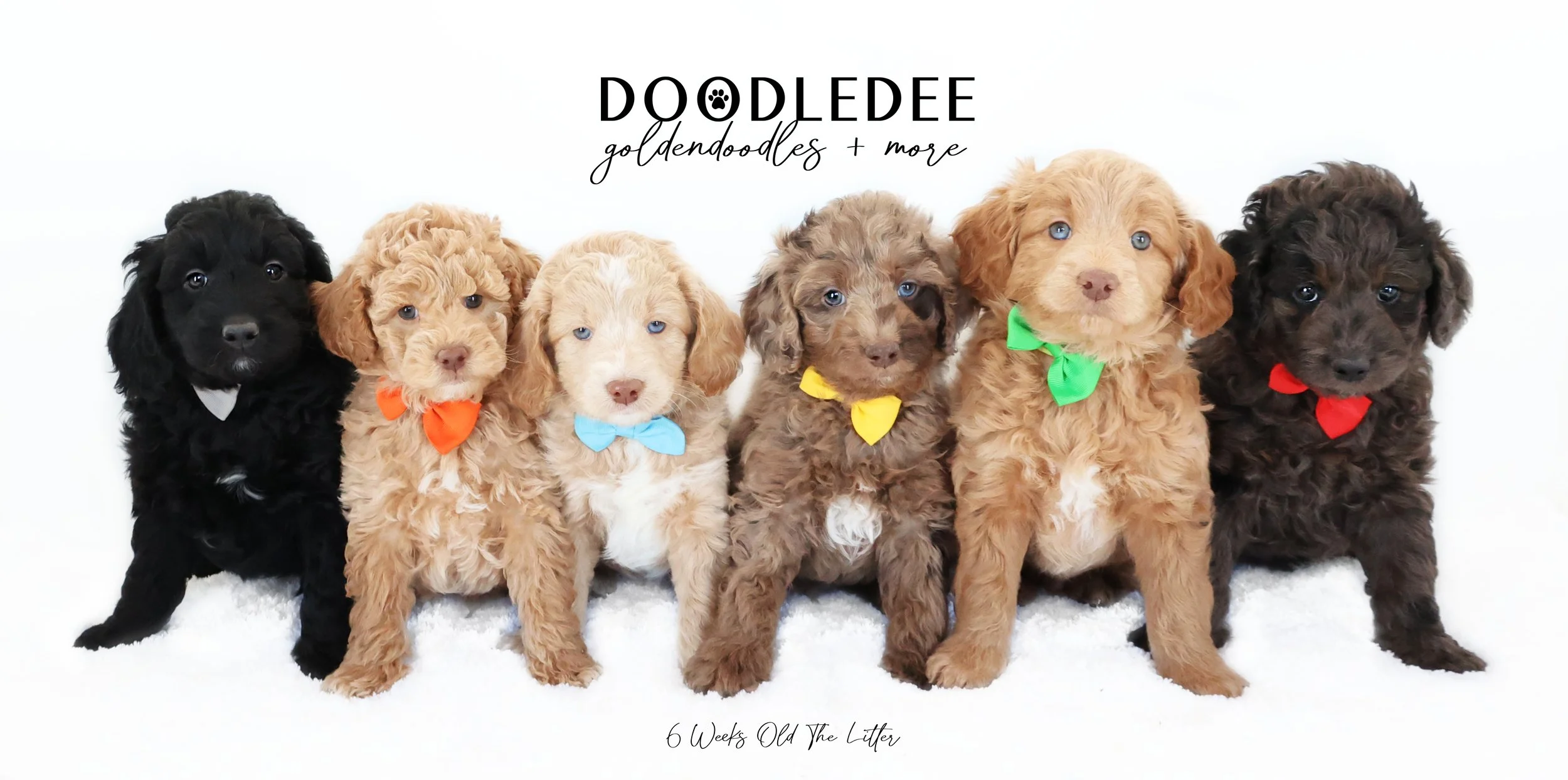 Gidget PAST Puppies