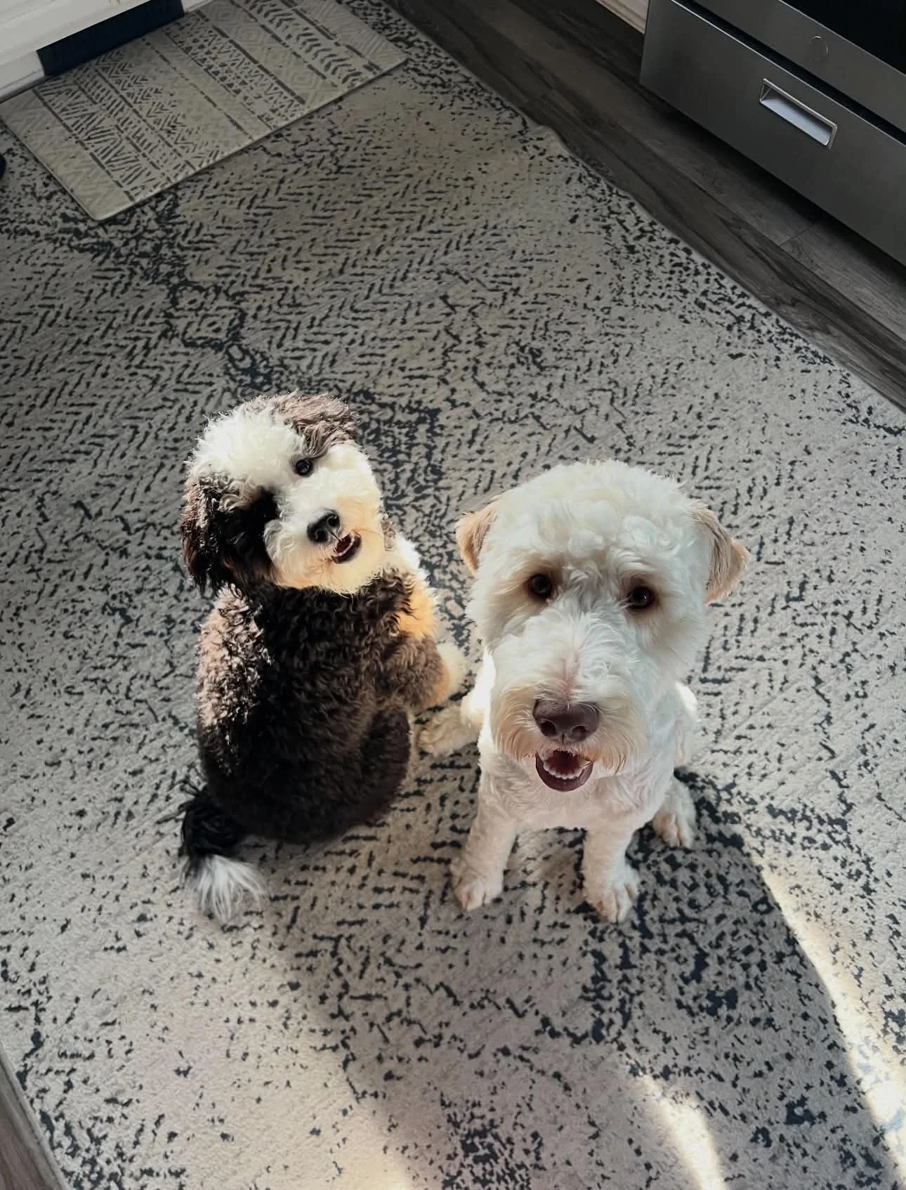 Mini Bernedoodle