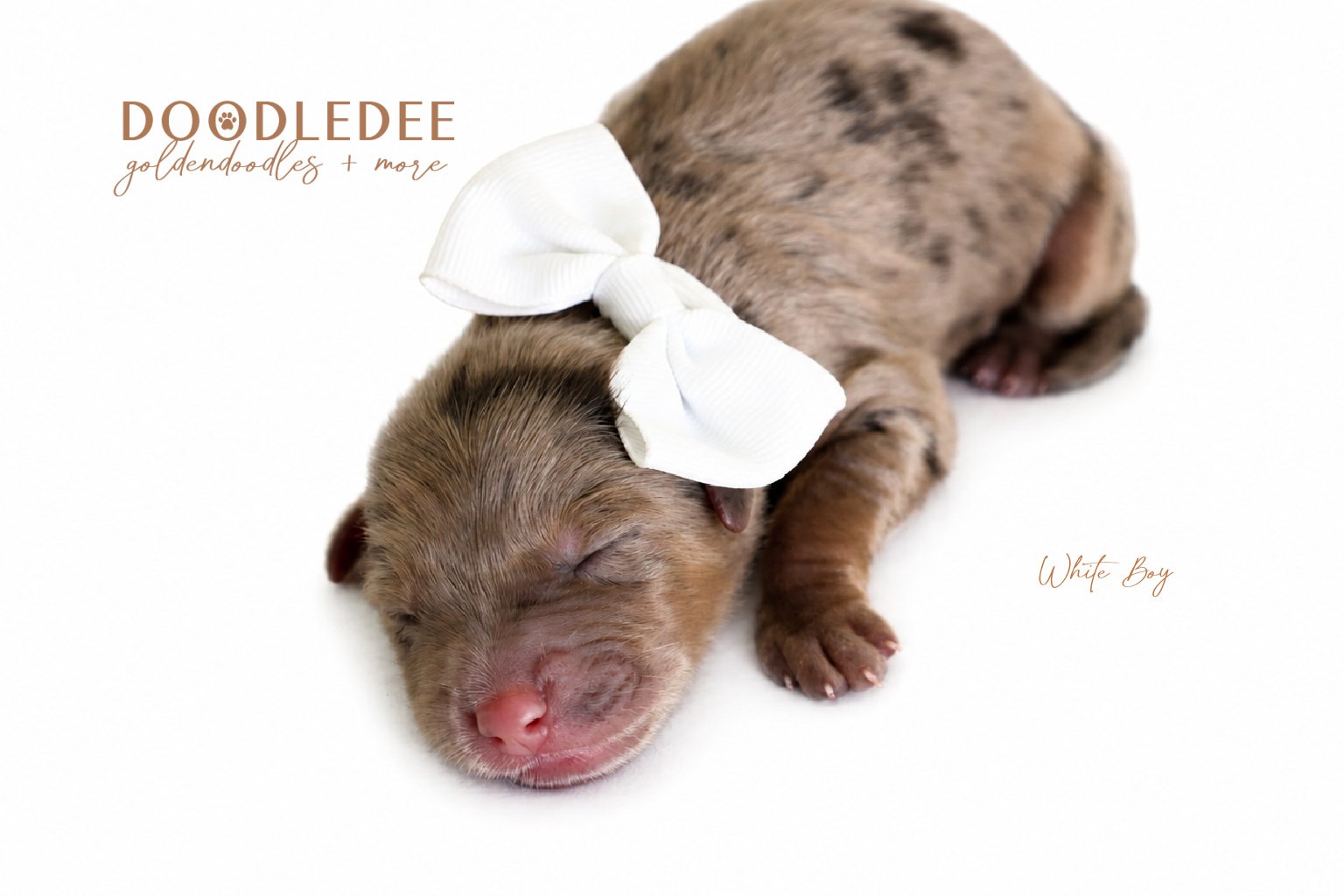 Petite English Goldendoodles