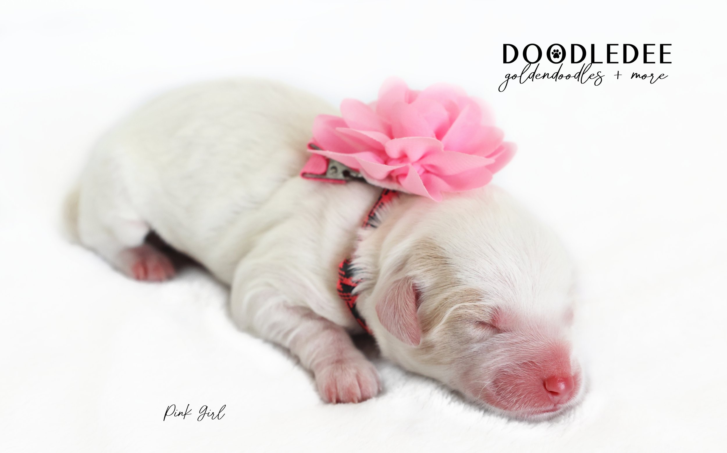 English Goldendoodle Puppies