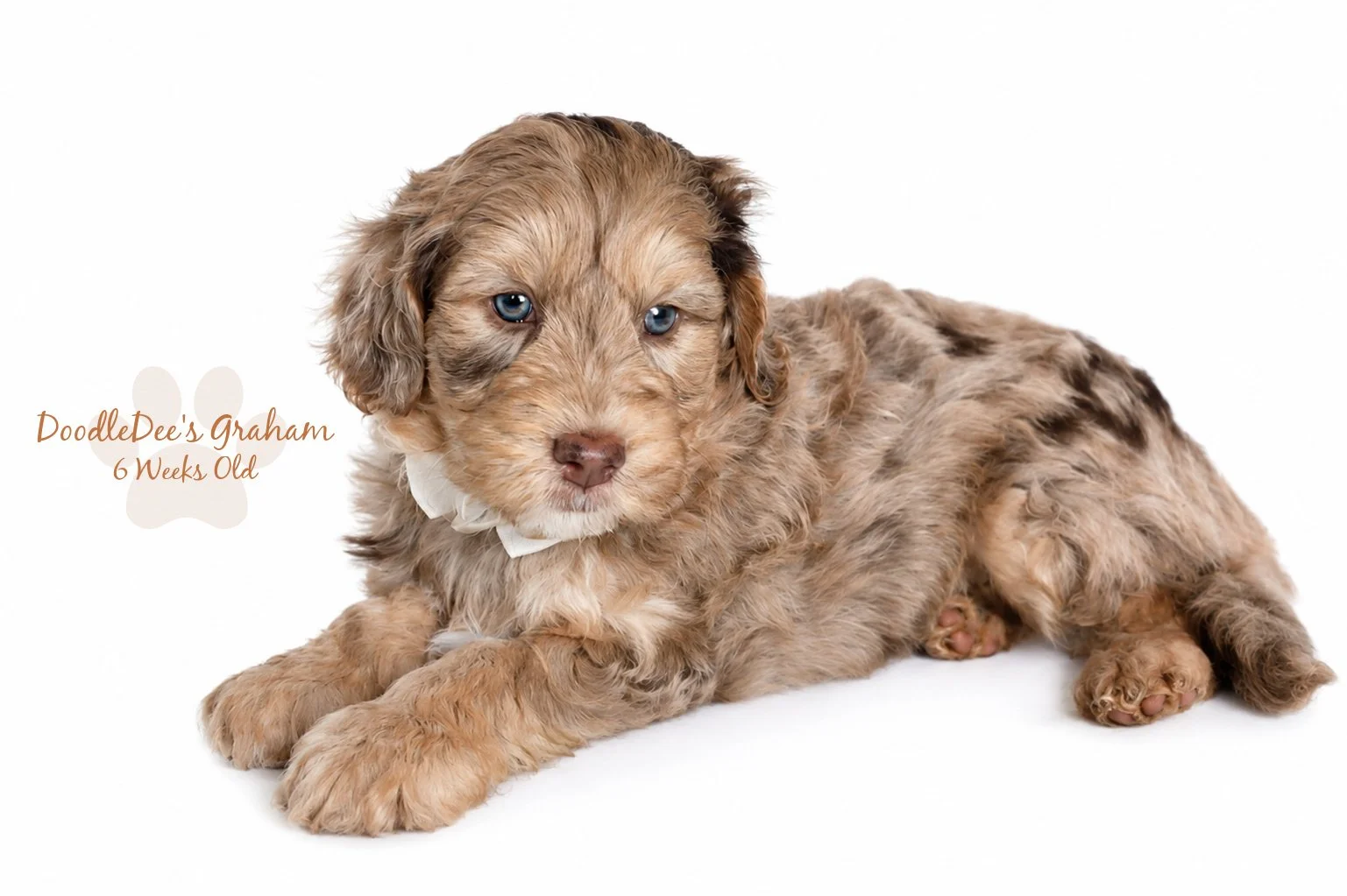 Mini Chocolate Phantom Merle English Goldendoodle Stud 
