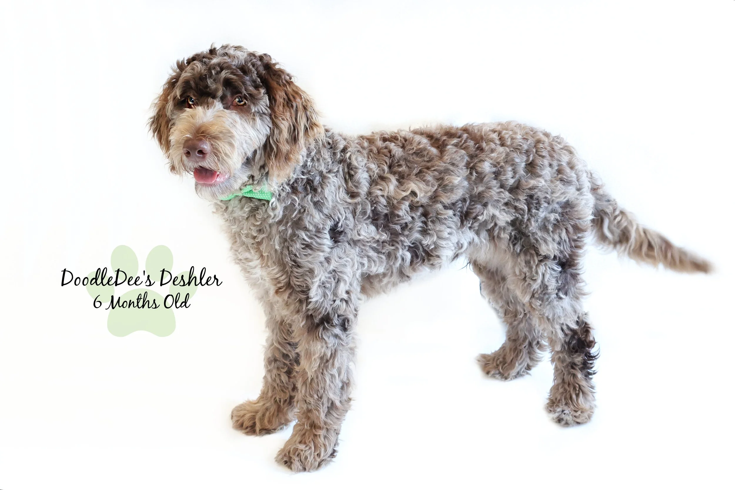 Chocolate Merle Goldendoodle